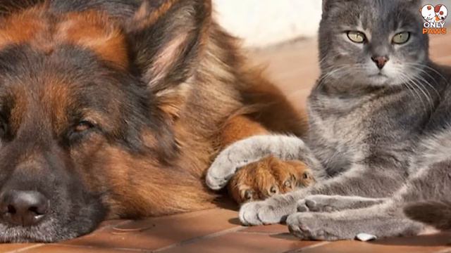 Der Hund ging nicht in den warmen Zwinger Der Besitzer war schockiert, als er herausfand, wer drin смотреть онлайн