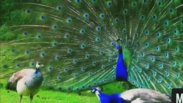 МОШОЛЛОХ " Какая Красота Посмотрите ! ?ТАНЕЦ ПАВЛИНОВ ? смотреть онлайн