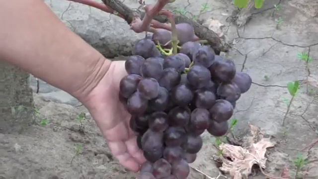 виноградник Карпова и Рубель 2015г. смотреть онлайн