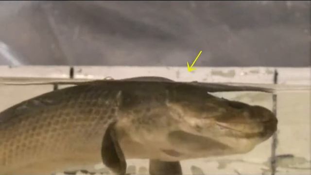 Polypterus delhezi spiracular air breathing смотреть онлайн