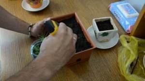 Пересадка ростков Сосны Бонсай через 1.5 месяца