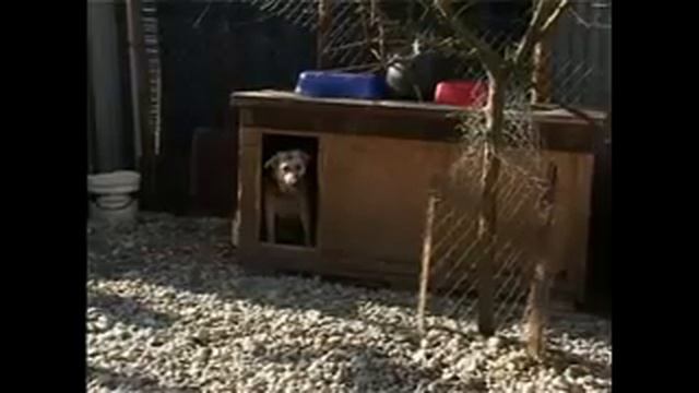 Видеозаписи Инициативная группа Помощи Животным ТИМВИЛЛЬ 3 смотреть онлайн