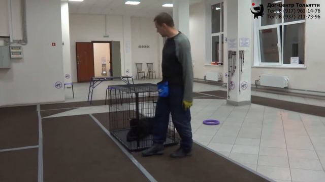 Приучаем собаку к клетке. 3 вариант. Шигаев Роман и ризеншнауцер Куба. Тольятти, 2 июля 2019. смотреть онлайн