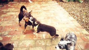 Илай признался юми в любви(видео с канала magic pet)