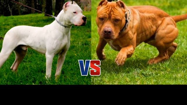 АРГЕНТИНСКИЙ ДОГ ПРОТИВ ПИТБУЛЯ- КТО СИЛЬНЕЕ!//БАТЛ СОБАК(A.B.B)