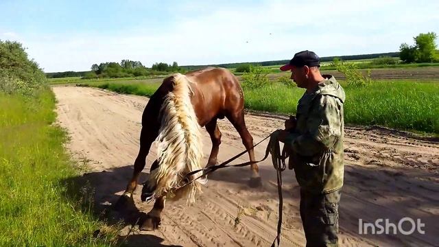 К ЖЕРЕБЦУ ПРИВЕЛИ СТРОПТИВУЮ КОБЫЛУ/stallion and obstinate mare смотреть онлайн