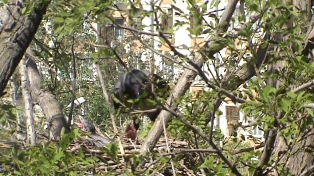 Воронята смотреть онлайн