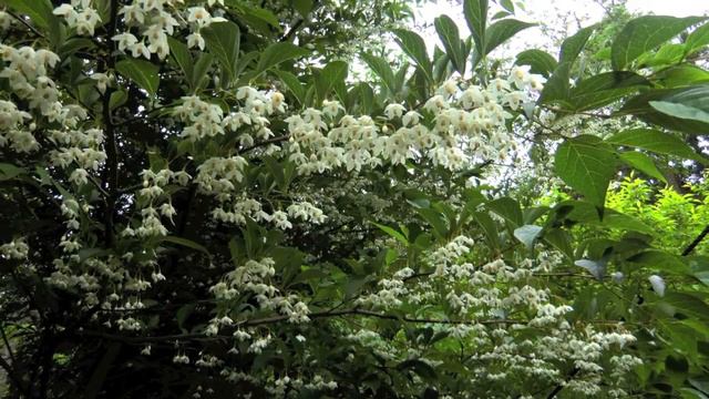 SYRINX (Debussy) flute : Kirio Matsuda смотреть онлайн