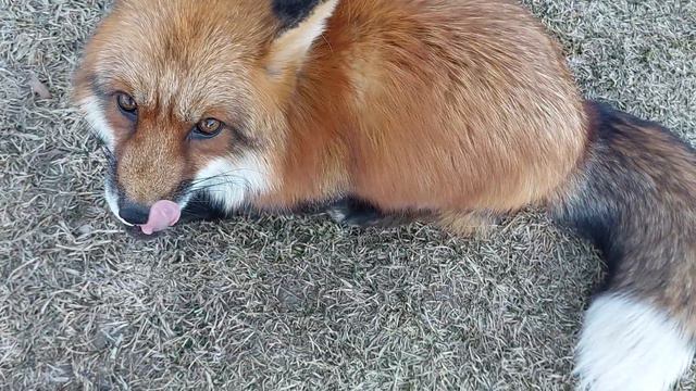 ЛисЯша и Тихон. Кормим соседского кота смотреть онлайн