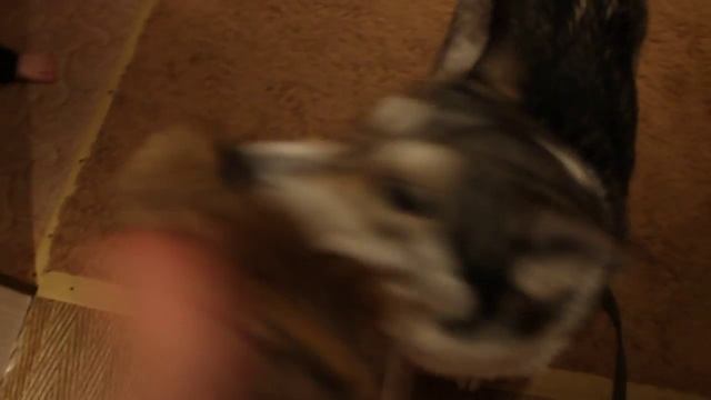 Восточно Сибирская Лайка 