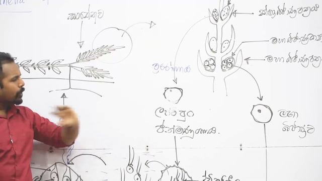 Life cycle of Selaginella | Lahiru Siriwardana Biology смотреть онлайн