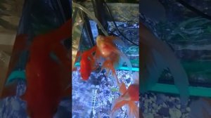 Лечение рыб малахитовым зеленым