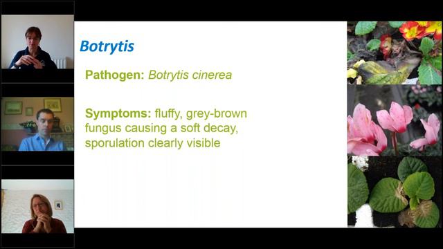 Control of foliar diseases in autumn grown bedding plants смотреть онлайн