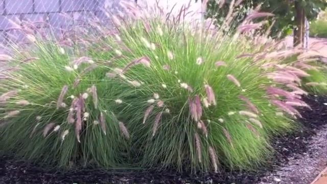 Pennisetum Setaceum - Fountain Grass
