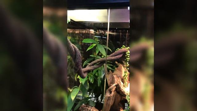 Заглянули в зоомагазин экзотики Пантерик.Рептилии.Reptil.reptiles.Dos,Amstaff