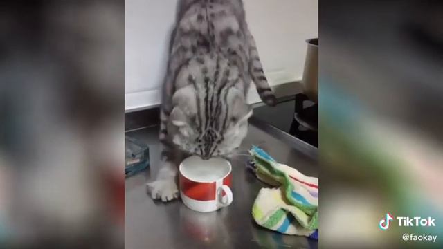 Кот съел острый перец смотреть онлайн