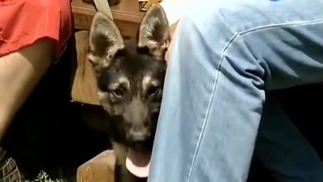 Как выбрать намордник для собаки смотреть онлайн