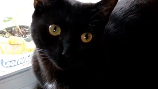 сюжет # 44 Кис Брысь Мяу = Kis Brys Myau