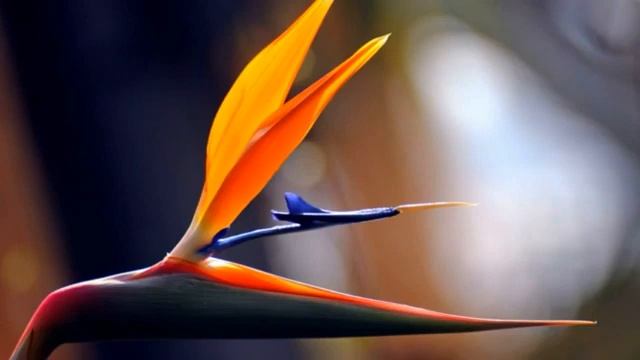 ?Полюбуйтесь красивыми цветами под звуки природы? смотреть онлайн