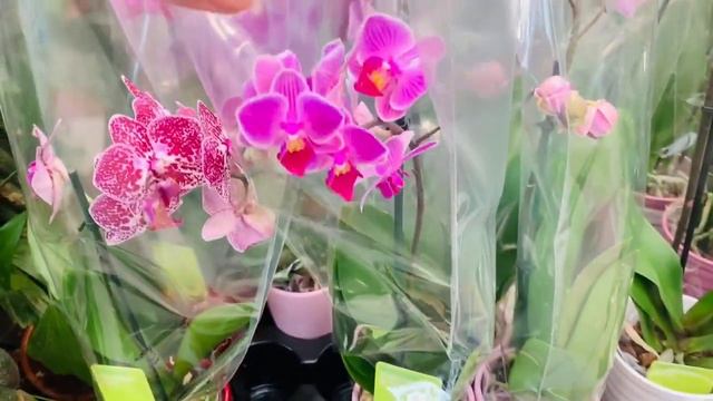 Houseplant Shopping At B&Q UK | Tei Konz