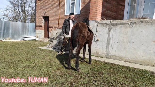 Измерили рост в Холке. Обучение жеребенка. смотреть онлайн