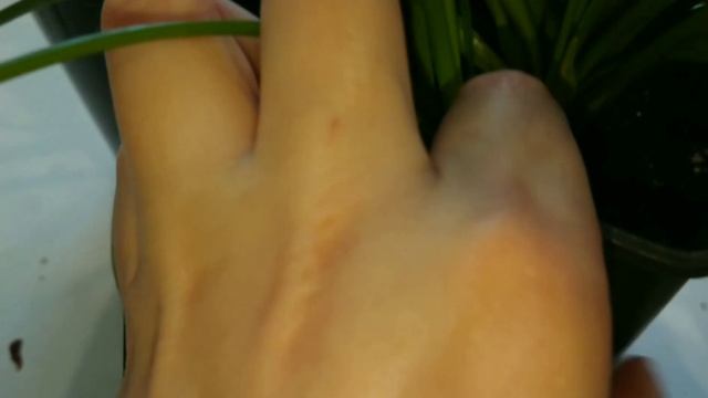 Глубина посадки луковиц зефирантеса, на сколько нужна теснота и нужна ли вообще. смотреть онлайн