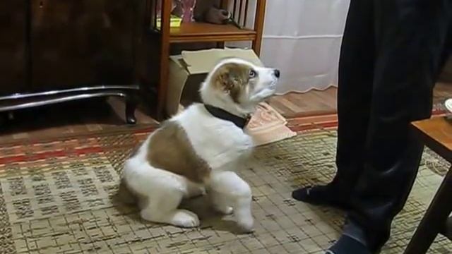 Алабай, выполнение команды. Юзбаш 2.5 мес. смотреть онлайн