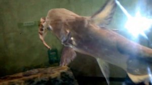 Аквариумный Пангасиус 46см доедает Клариуса 30см (прошли сутки)