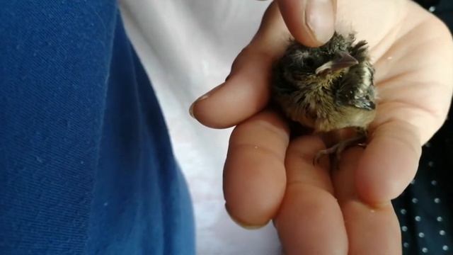 Скворец выпал из гнезда | СПАСЕНИЕ птенца,пытаюсь накормить! смотреть онлайн