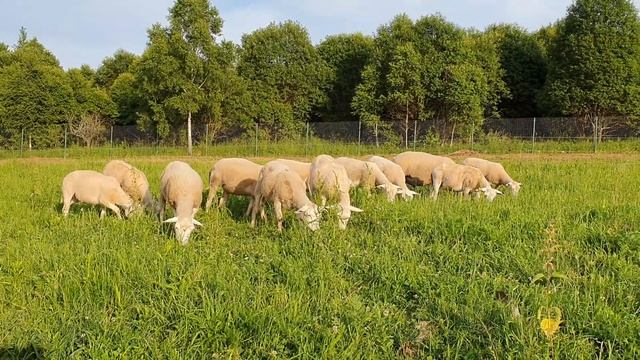 Ярки кросс иль-де-франс смотреть онлайн