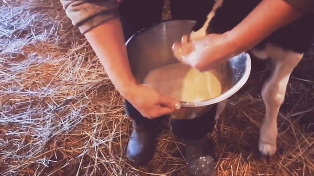 ПОСЛЕД У КОРОВЫ смотреть онлайн