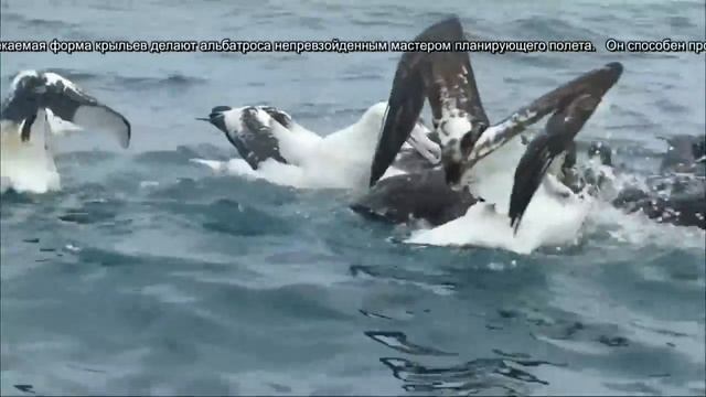 Странствующий альбатрос - Wandering Albatross (Энциклопедия животных)