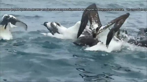 Странствующий альбатрос - Wandering Albatross (Энциклопедия животных)