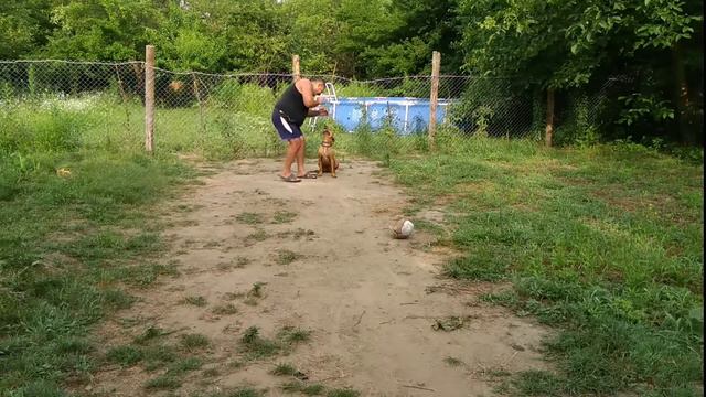 Американский стафф 8мес Вирджиния дрессировка с мячом! смотреть онлайн