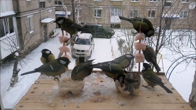 Один ВОРОБЕЙ и стая СИНИЦ! смотреть онлайн