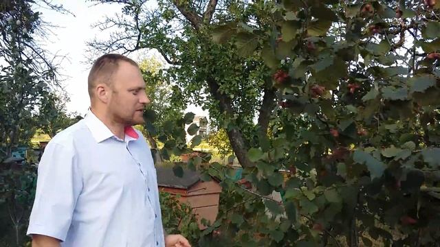 фундук плодоносить так смотреть онлайн