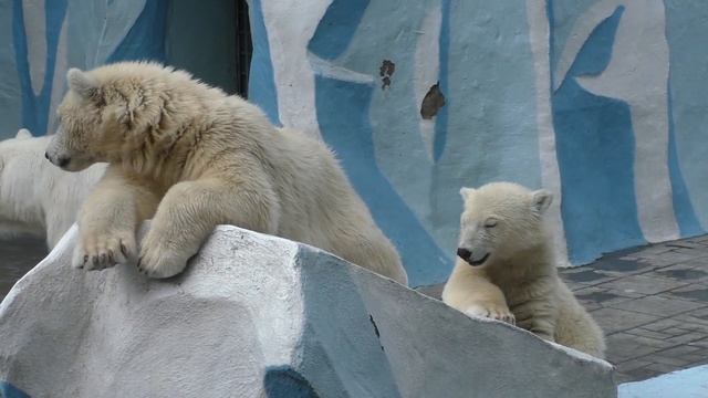 The Profile of Gerda the Polar Bear with her twin cubs Nordi and Shayna, at Novosibirsk Zoo, Russia смотреть онлайн