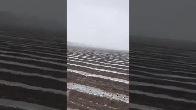 Капуста высадка смотреть онлайн