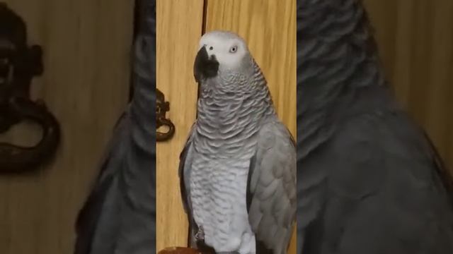Кукуха! Ай лав ю! смотреть онлайн