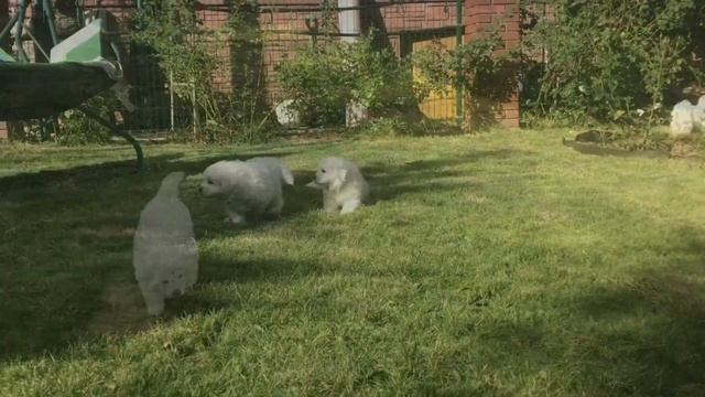 Щенки подгалянской овчарки-1 месяц (АНЕКА БОС) смотреть онлайн