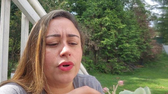 Agavoides Especiais - Lindas Demais!