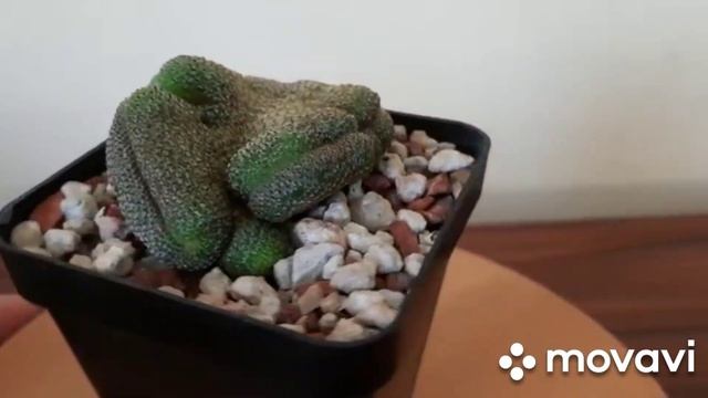 Rebutia heliosa cristata #rebutia #kaktüs #cristata смотреть онлайн