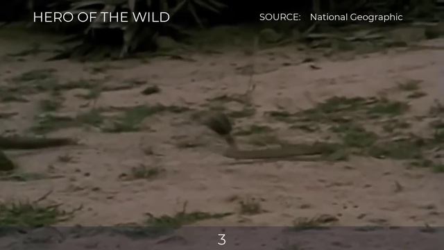 TOP 5 MONGOOSE DEFEATS SNAKE MOMENTS смотреть онлайн