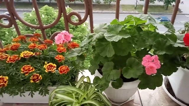 6.5.2020год.мой цветник на балконе смотреть онлайн