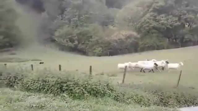 Бордер колли за работой смотреть онлайн