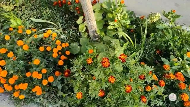 Золотая осень. Прогулка. Мои размышления о пользе прогулок на свежем воздухе смотреть онлайн