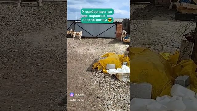 Сенбернар не имеет сторожевых качеств? ? #animals #shorts #2023 #siberia #stbernards #россия смотреть онлайн