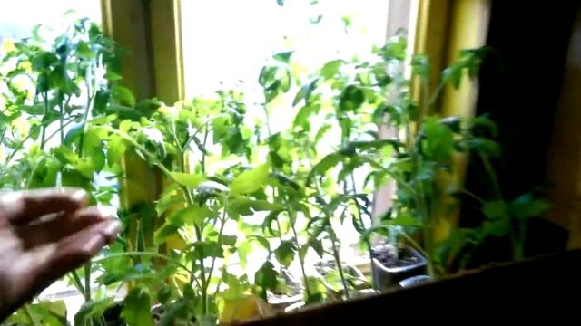 Томаты, которые требуют досветки. Обзор на 20.05.18. смотреть онлайн