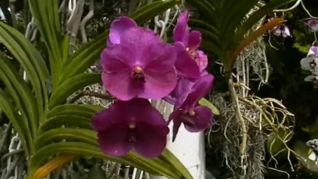 ORCHIDEÁK,,,,,KATINKA albuma, смотреть онлайн