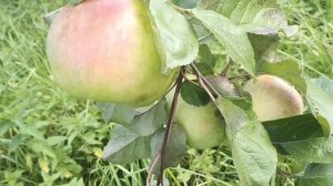 ☼Сорт яблок Имрус(иммунный русский).